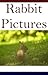 Rabbit pictures