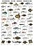 Sea Fish Special: Type C Wallchart (Multilingual Wallcharts)