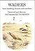 Waders: Their Breeding Haun...