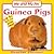 Guinea Pigs (Me and My Pet)