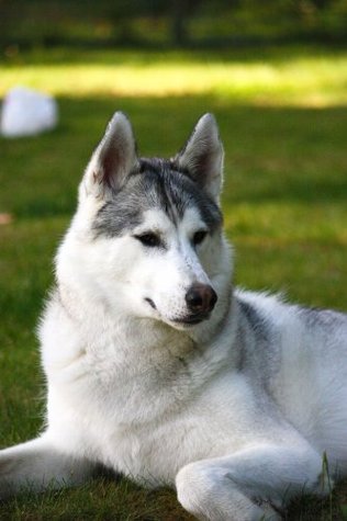 White Fang