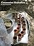 Communion Meditations
