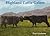 Highland Cattle Galore by Cochrane, Una Flora (2008) Paperback