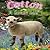 Cotton. A lambs tail (Cotton. for jehovah's witnesss children Book 1)
