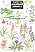Guide to Grassland Plants (...