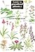 Guide to Grassland Plants by Anne Bebbington