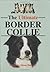 The ultimate border collie