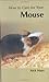 How to Care For Your Mouse