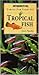 Tropical Fish