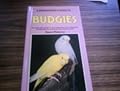 A Budgies