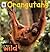 In the Wild: Orangutans (In the Wild)