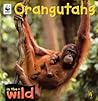 In the Wild: Orangutans (In the Wild)