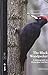 The Black Woodpecker by Gerard Gorman