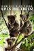 Up In The Trees! - Curious ...