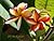 Plumeria Passion
