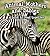 Baby Animals and Mommies by Cindy Bracken