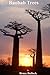 Baobab Trees by Bruce Bullock