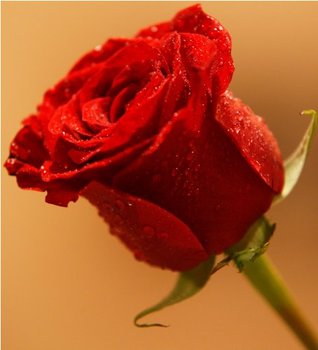 Rose in Bloom [Illustrated]