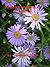 PUSHING UP PURPLE DAISIES by Amanda Glenn