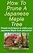 How To Prune A Japanese Maple Tree