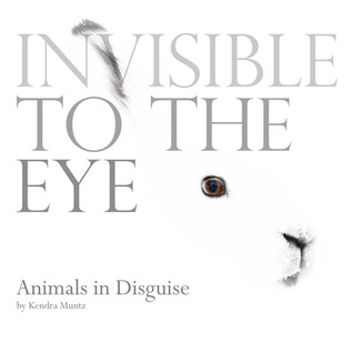 Invisible to the Eye: Animals in Disguise (Hardcover)