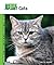 Cats by Kelli A. Wilkins
