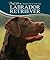 Labrador Retriever by Linda Rehkopf