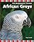 African Greys