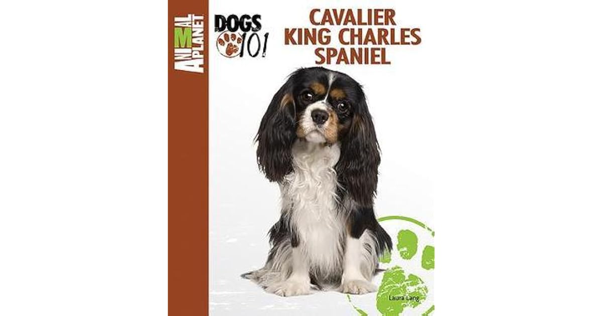 Cavalier King Charles Spaniel by Laura Lang