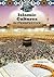 Islamic Culture in the Middle East in Perspective (World Cultures in Perspective)