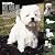 365 Days of West Highland W...