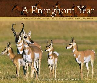 Pronghorn Year: A Visual Tribute to North America's Pronghorn