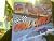 Cool cars (Sports illustrat...