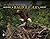 Inside a Bald Eagle's Nest: A Photographic Journey Through the American Bald Eagle Nesting Season