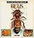 The Fascinating World of Bees