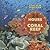 24 Hours on a Coral Reef