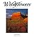 Wildflowers of the Plateau & Canyon Country (Companion Press Series)