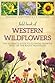 Field Book of Western Wild Flowers by Margaret Armstrong
