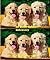 All about Golden Retrievers by Christopher Short