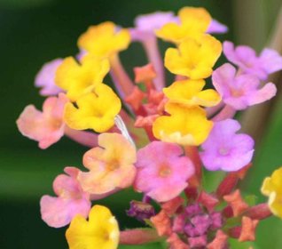 Spontaneous Beauty - A Student's Journal