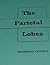The Parietal Lobes