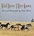Wild Horses I Have Known by Hope Ryden