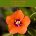 The Scarlet Pimpernel