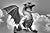 Choice of the Dragon