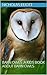 Barn Owls :A Kids Book Abou...