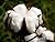 Cotton