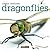 Dragonflies (Creepy Creatures)