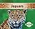Jaguars (Big Cats)