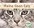 Maine Coon Cats
