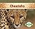 Cheetahs (Big Cats)